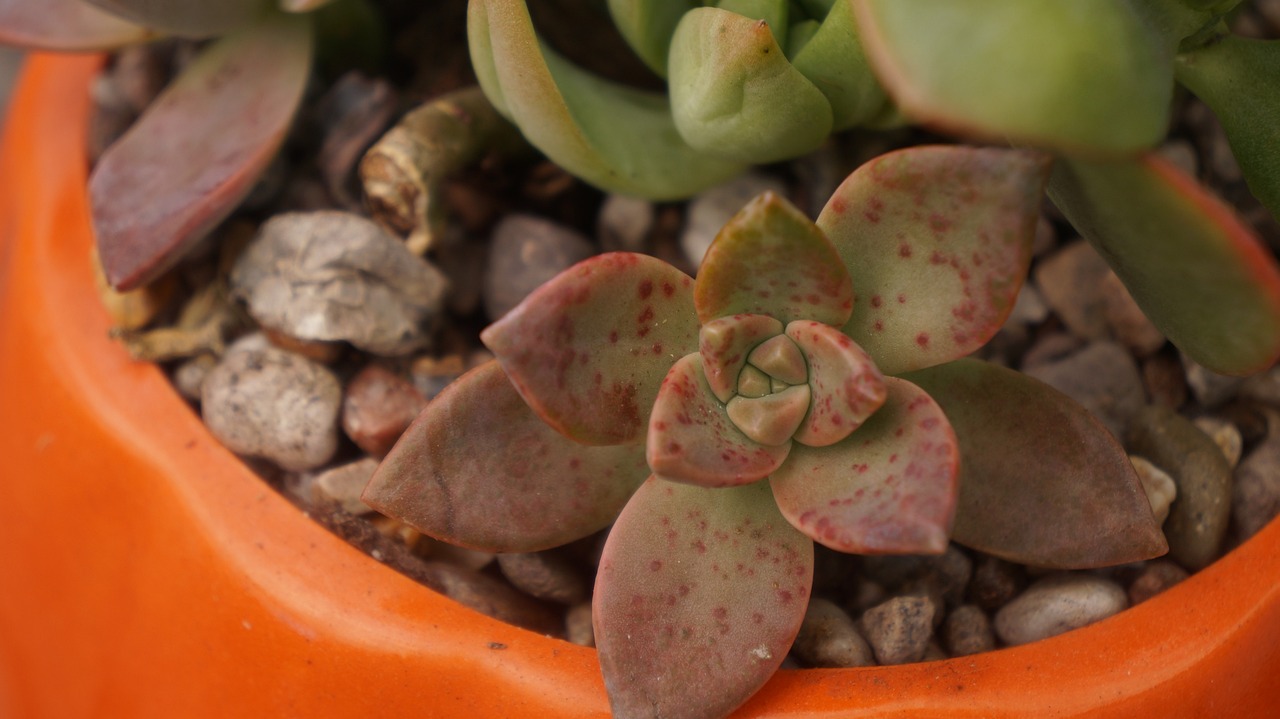 Growing Succulents in Pots: Easy Step by Step Guide